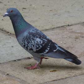 pigeon